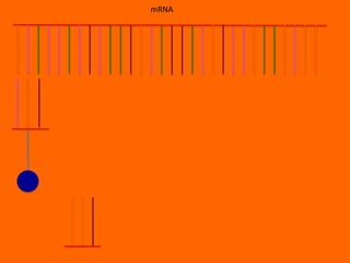 mRNA
 