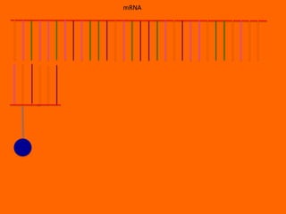 mRNA
 