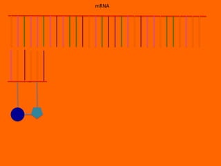 mRNA
 