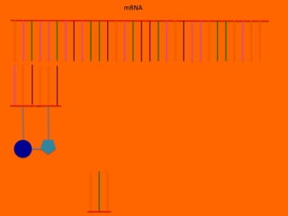 mRNA
 
