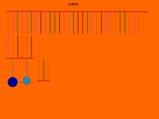 mRNA
 