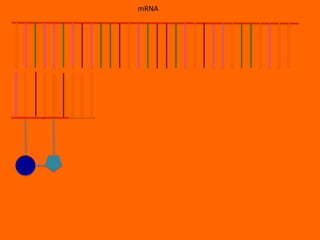 mRNA
 