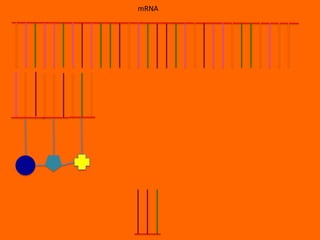 mRNA
 