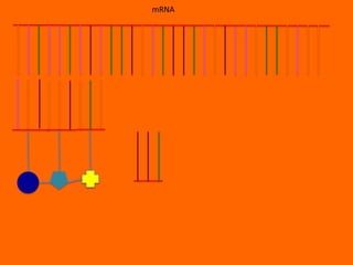 mRNA
 