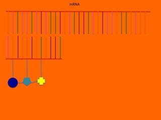 mRNA
 