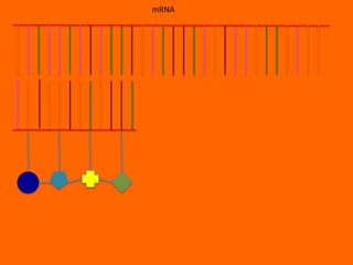 mRNA
 