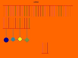 mRNA
 