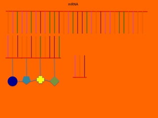 mRNA
 