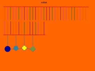 mRNA
 