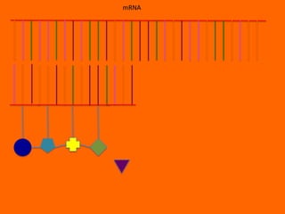 mRNA
 