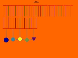 mRNA
 