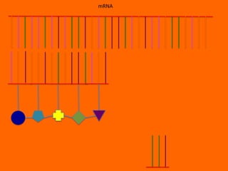 mRNA
 