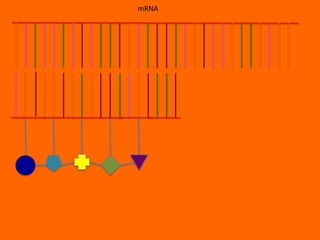 mRNA
 