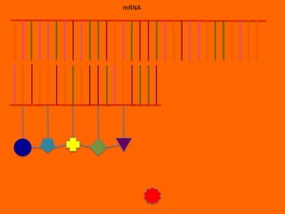 mRNA
 