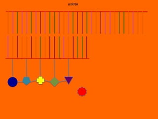 mRNA
 