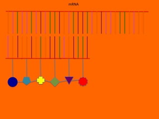 mRNA
 
