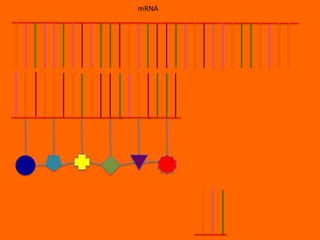 mRNA
 