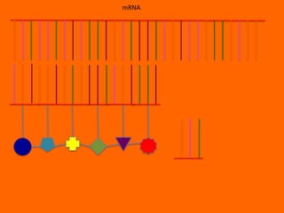 mRNA
 