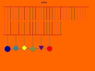 mRNA
 