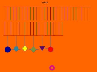 mRNA
 