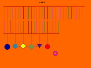 mRNA
 