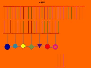 mRNA
 