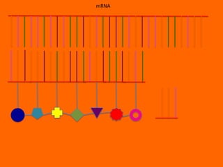 mRNA
 