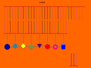 mRNA
 