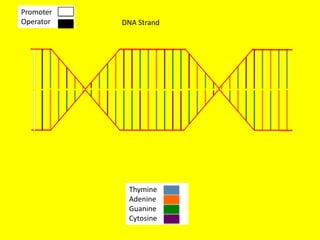 Promoter
Operator   DNA Strand




            Thymine
            Adenine
            Guanine
            Cytosine
 
