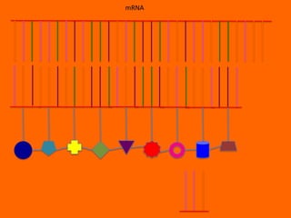 mRNA
 