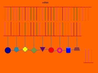 mRNA
 