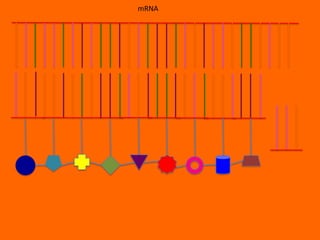 mRNA
 