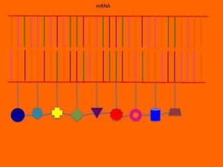 mRNA
 
