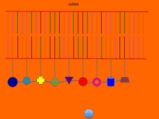 mRNA
 