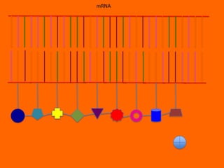 mRNA
 