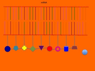 mRNA
 