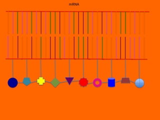 mRNA
 