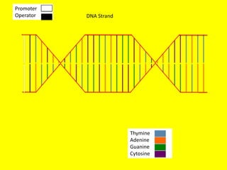 Promoter
Operator   DNA Strand




                        Thymine
                        Adenine
                        Guanine
                        Cytosine
 