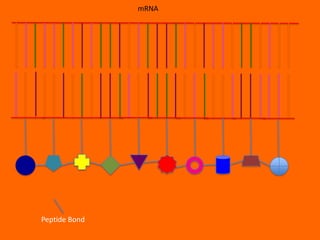 mRNA




Peptide Bond
 