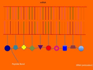 mRNA




Peptide Bond          tRNA (anticodon)
 