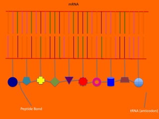 mRNA




Peptide Bond          tRNA (anticodon)
 