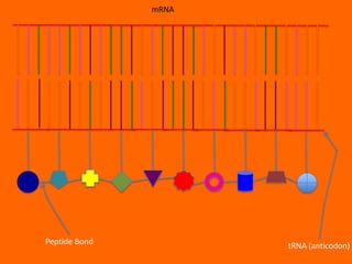 mRNA




Peptide Bond          tRNA (anticodon)
 