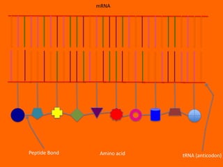 mRNA




Peptide Bond    Amino acid   tRNA (anticodon)
 