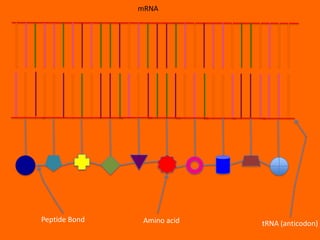 mRNA




Peptide Bond    Amino acid   tRNA (anticodon)
 