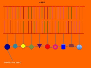 mRNA




Methionine (start)
 