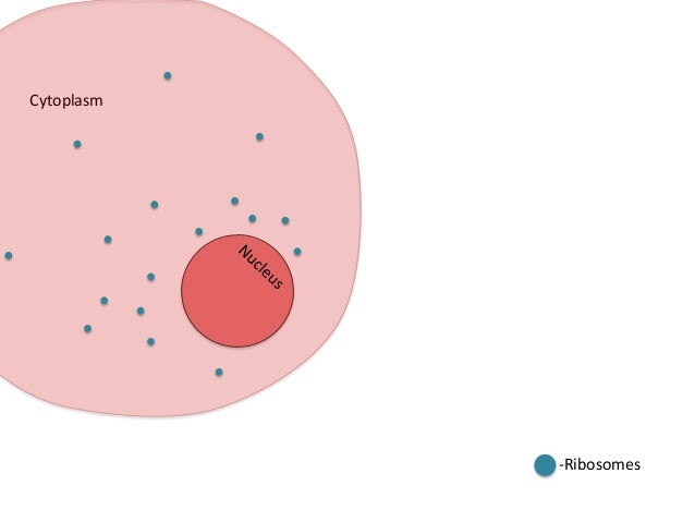 Protein_Synthesis_Flipbook_bbizousky