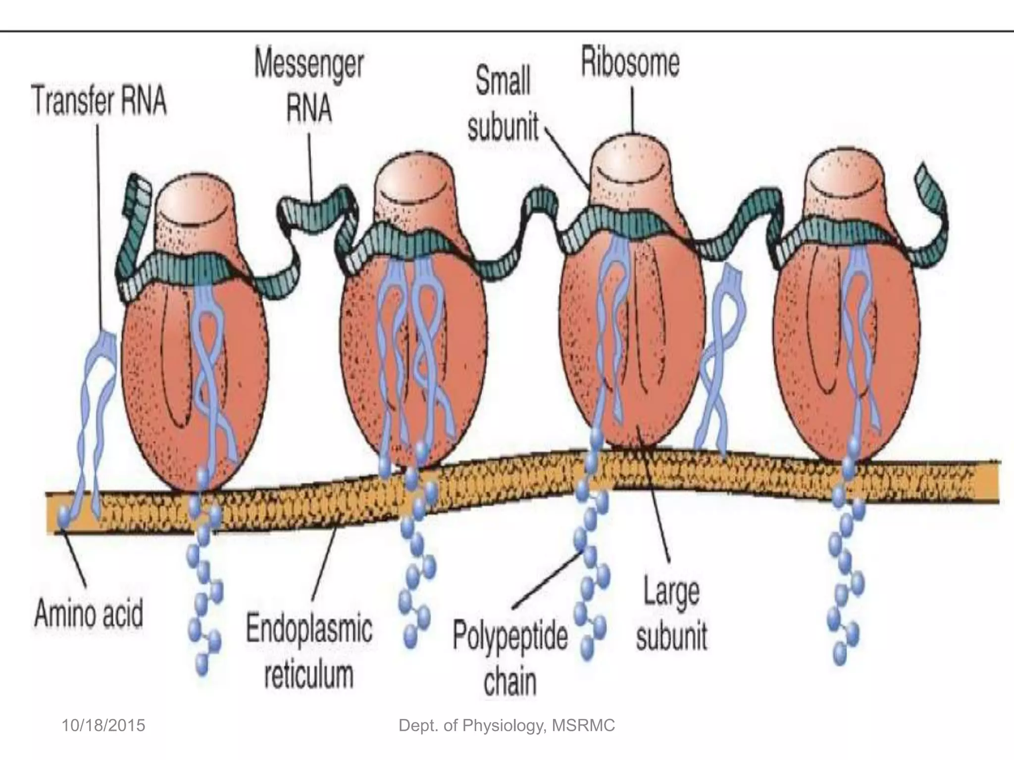 10/18/2015 Dept. of Physiology, MSRMC
 