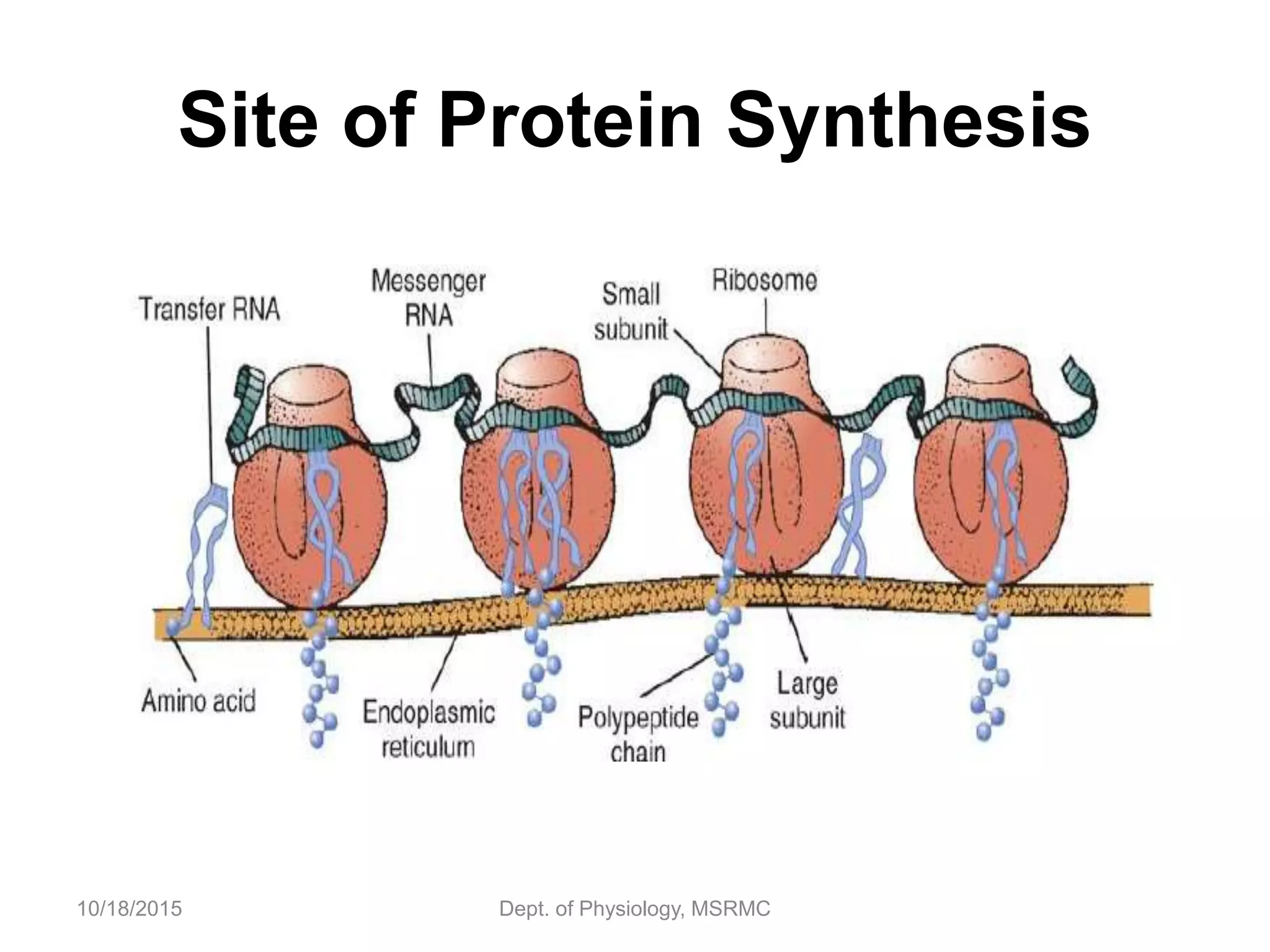 Site of Protein Synthesis
10/18/2015 Dept. of Physiology, MSRMC
 