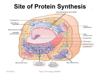 Protein synthesis in cell | PPT