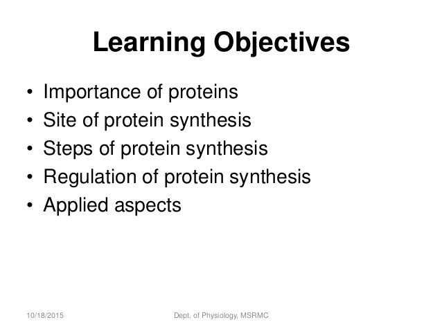 the sites of protien synthesis